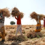 Farmers carry bundles of wheat on their heads at a farm in the northern Indian city of Mathura March 26, 2009. REUTERS/K.K. Arora/Files